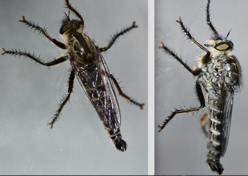 Réf. 285 777 : Machimus cyanopus